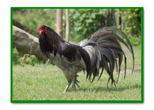 GALLOS DE RAZA