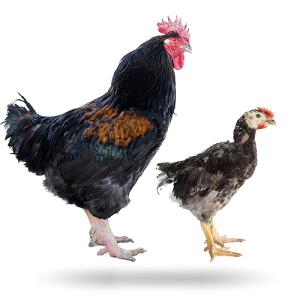 CR-pollo-campero-negro-t300